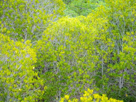 view of mangrove forest from aboveの写真素材