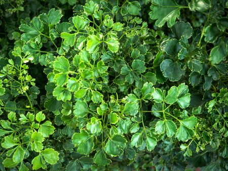Creative layout made of green leaves. Beauty natural background