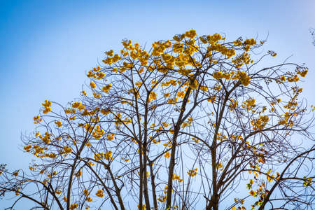 Cochlospermum regium or Yellow Flax is blooming in winter in January in Chiang Mai, Thailand.の写真素材