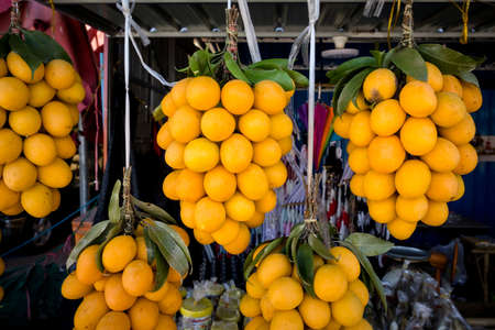 Marian plum or Plango thai fruit hand lined.