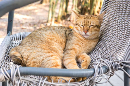 cute tabby domestic short hair cat is well sleeping on the floorの写真素材