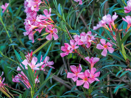 Pink lily flower in botanical garden green leaf background