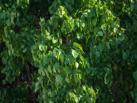 Close-up of The Pho Tree or heart-shape leaves tree popular planted in the temple. The green leaves background texture for decorative and design.の写真素材