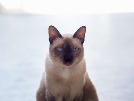 The female cat sits on the floor in peace.の写真素材