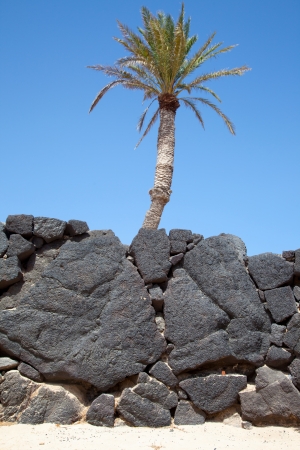 Palm tree with lava stone wallの写真素材