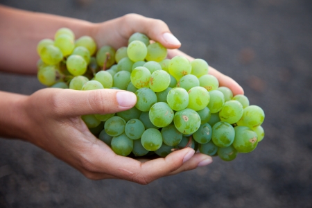 Wine growing in the Canary Islands in Spainの写真素材