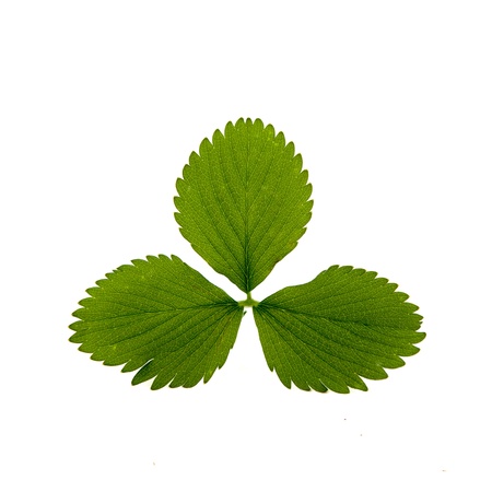 Isolated strawberry leafの写真素材