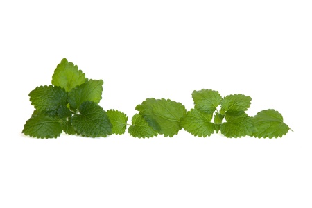 Isolated lemon balm leaves in a line の写真素材