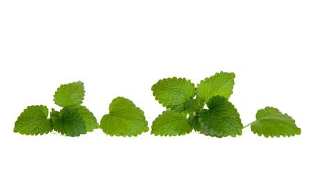Line of isolated lemon balm leaves の写真素材