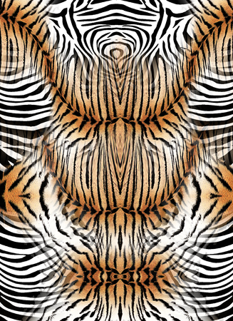 Zebra and tiger skin backgroundの写真素材