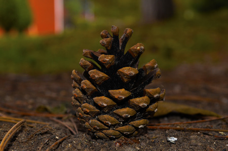 pine cone