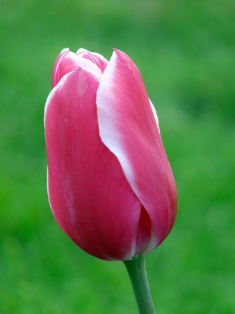 tulipの写真素材