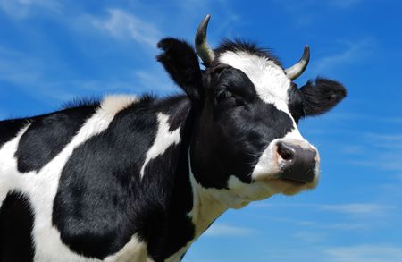 close-up portrait of horned cow with black and white spots over bright blue sky. See other beautiful cows in my portfolio.の写真素材
