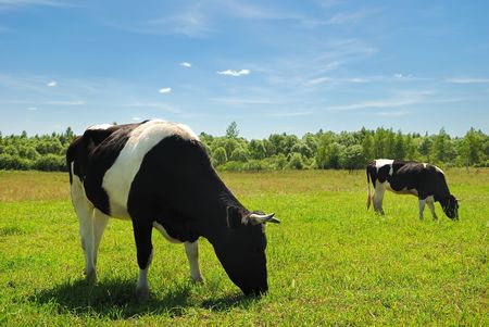 Couple of cows grazing on grassland over blue sky. See other beautiful cows in my portfolio.の写真素材
