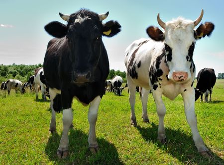 Couple of curious cows with black spots on green pasture against herd and blue sky peeping into photographers camera. See other beautiful cows in my portfolio.の写真素材