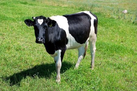 Single cow with black spots standing on green pasture. See other beautiful cows in my portfolio.の写真素材