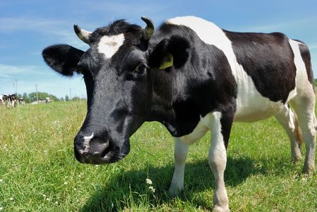Curious cow with black spots on green pasture against blue sky peeping into photographers camera. See other beautiful cows in my portfolio.の写真素材
