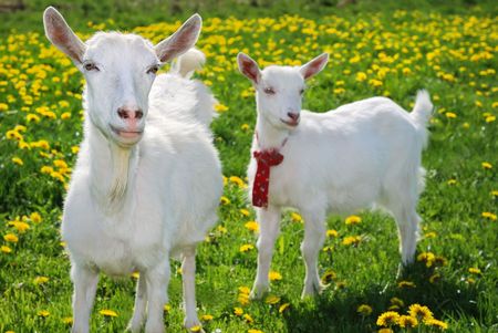 she-goat and goatling standing on summer pasture with yellow flowers and green grass and looking directly in the photographer's cameraの写真素材