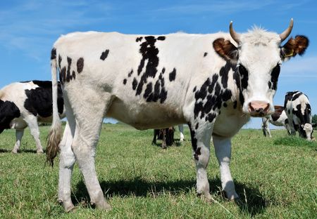 speckled cow with black spots standing on green pasture against grazing herdの写真素材