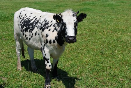 speckled young cow standing on green pasture. See other beautiful cows in my portfolio.の写真素材