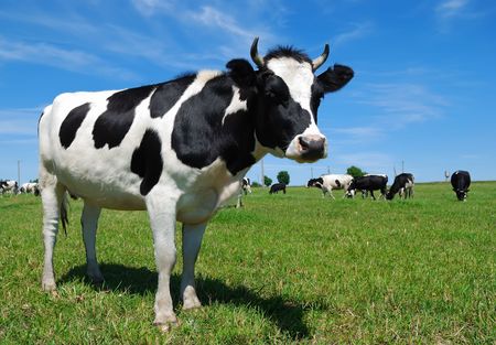 young horned cow with black spots over bright blue sky on the grassland. See other beautiful cows in my portfolio.の写真素材