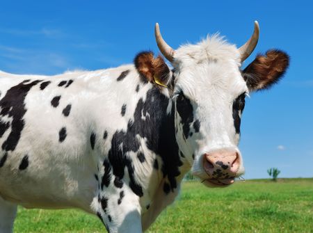close-up portrait of young horned spotted cow over bright blue sky at the grassland. See other beautiful cows in my portfolio.の写真素材