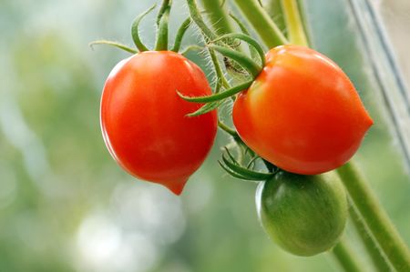 cluster of red and green tomatoes hanging in greenhouseの写真素材