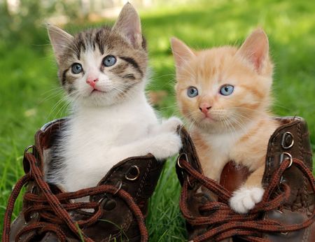couple of little kittens sitting in bootsの写真素材