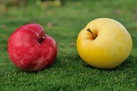 Pair of ripe red and yellow apples lying on green grass outdoors. Find more in my portfolioの写真素材