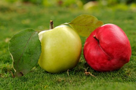 Pair of ripe red and yellow apples lying on green grass outdoors. Find more in my portfolioの写真素材