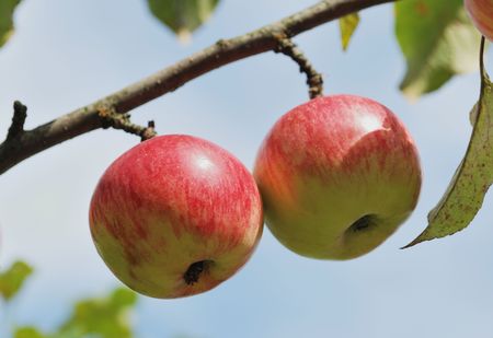 Pair of ripe red apples hanging on tree branch outdoors in summer. Find more in my portfolioの写真素材