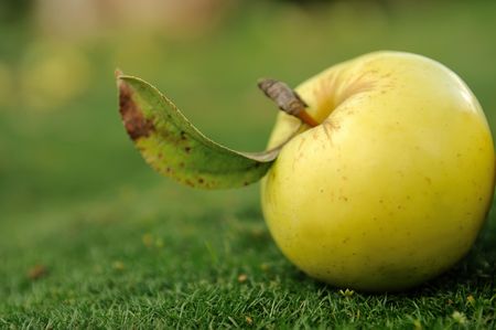 Single mature yellow apple lying on green grass. Find more in my portfolioの写真素材