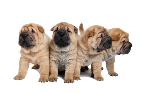 group of purebred beige sharpei puppy dogs isolatedの写真素材