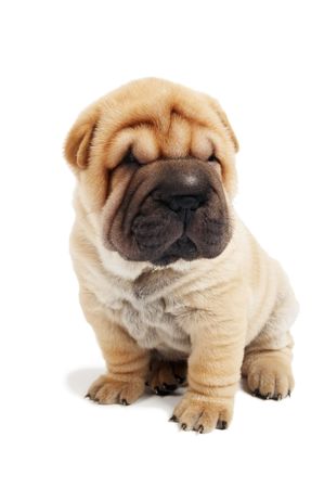 small sharpei puppy in sitting position isolated on whiteの写真素材