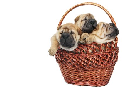 three little purebred sharpei puppy dog in basketの写真素材