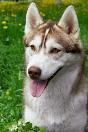 Closeup purebred brown husky dog outdoors on green grassの写真素材