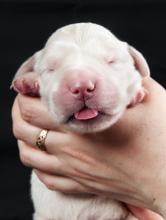 closeup newborn Golden Retriever puppy in human hands over blackの写真素材