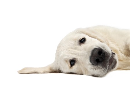 closeup head of Golden Retriever dog lying on the floor isolatedの写真素材