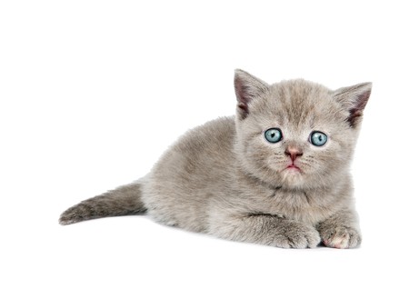 One lying british shorthair kitten cat of blue shade isolated の写真素材