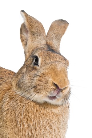 brown rabbit bunny with long ears isolated on white