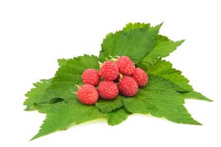 ripe red raspberries lying on green leaves isolated