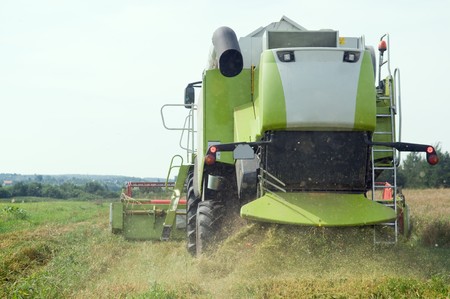 Rear view of green working harvesting combine in the cereals field