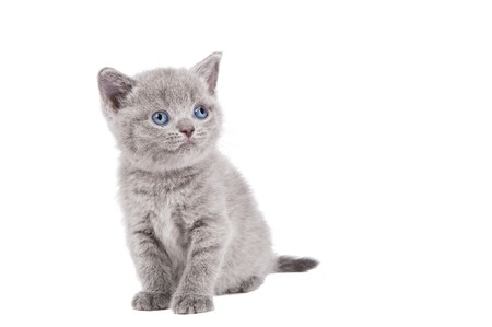 One lying british shorthair kitten cat of blue shade isolatedの写真素材