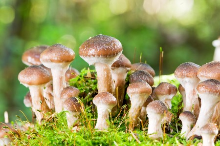 group of fresh natural edible mushrooms in autumn forestの写真素材