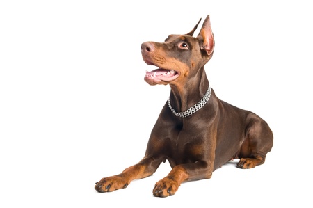 Portrait of lying purebred brown Doberman pinscher with open mouth isolatedの写真素材