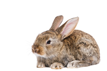 one young light brown rabbits with long ears standing isolated on whiteの写真素材
