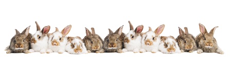 group of young light brown and spotted rabbits sitting in a raw isolated on whiteの写真素材
