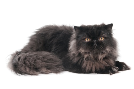 One lying black persian longhair kitten cat isolated on whiteの写真素材