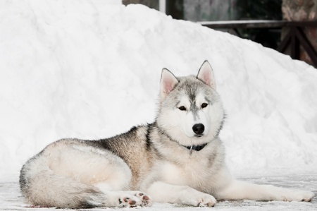 One siberian husky dog lying on snow at winter outdoorsの写真素材