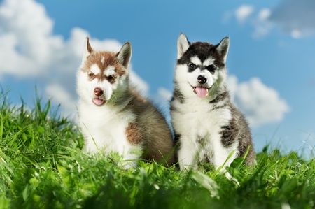 two Siberian husky puppy on grassの写真素材
